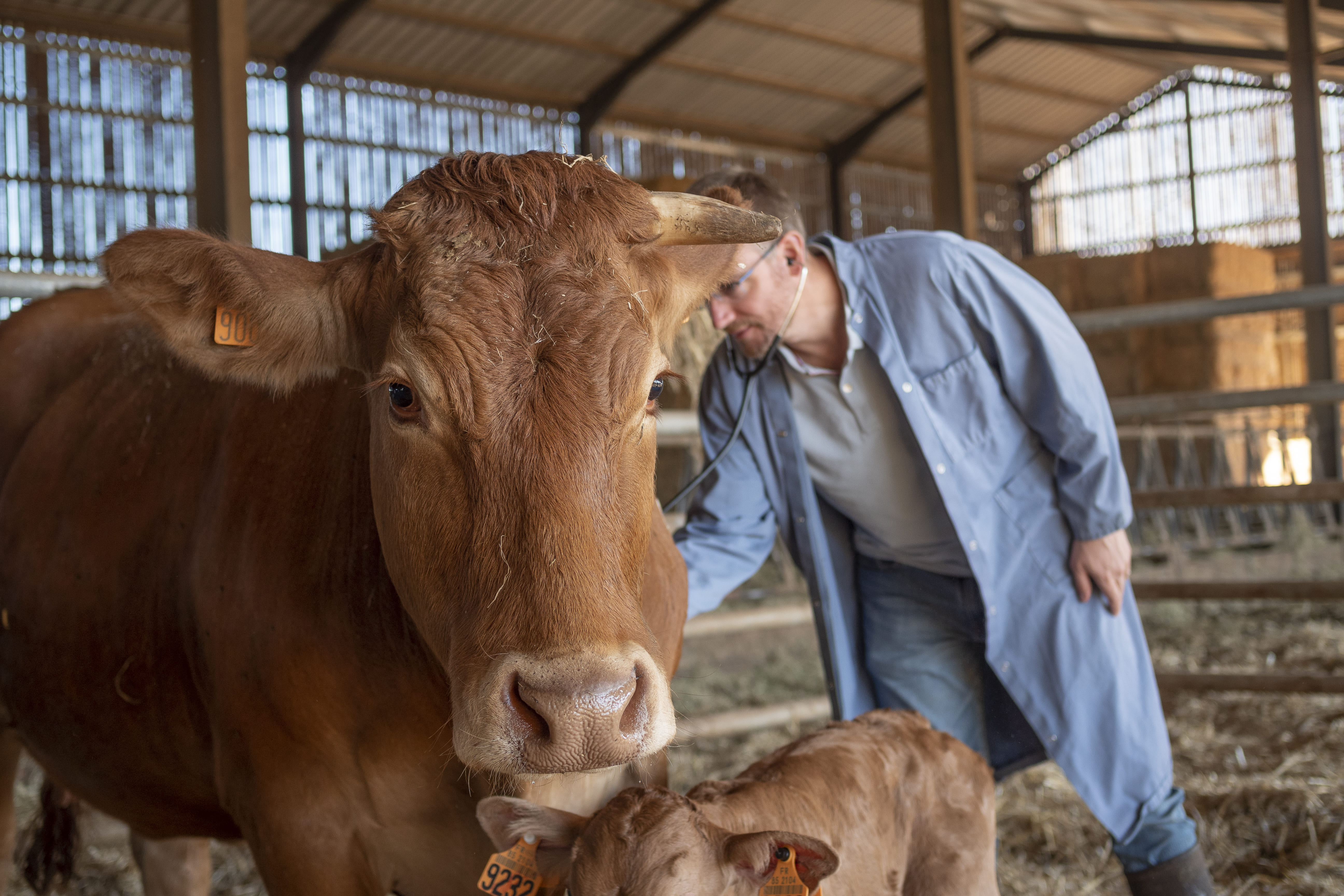 Photo slidder veterinaire